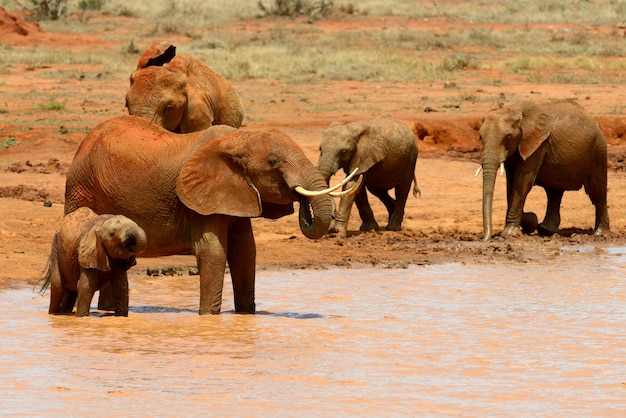 Elefante en el parque nacional de Kenia, en África