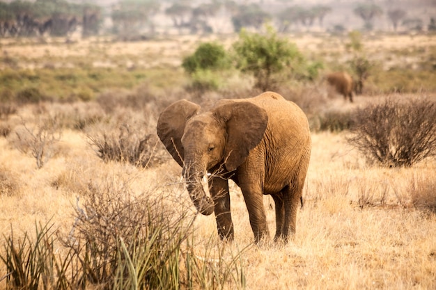 Elefante de pie en un campo