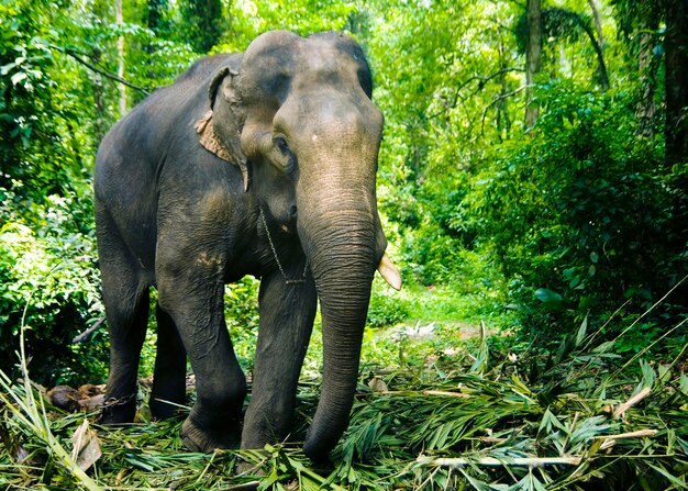 Elefante trabajando en el bosque, Kerala, India.