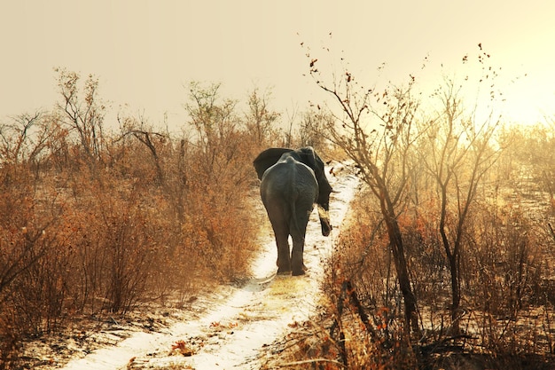 Foto gratuita elefante