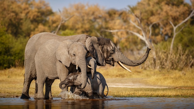 Foto gratuita elefantes africanos juntos en la naturaleza.