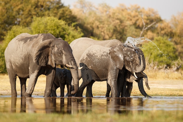 Elefantes africanos juntos en la naturaleza.