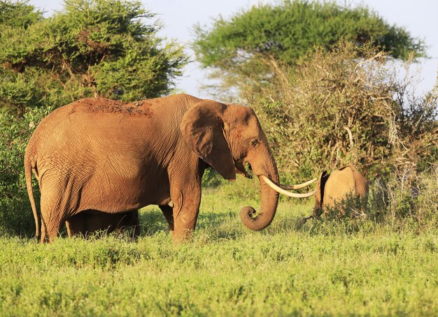 Elefantes uno al lado del otro en el Parque Nacional de Tsavo East, Kenia
