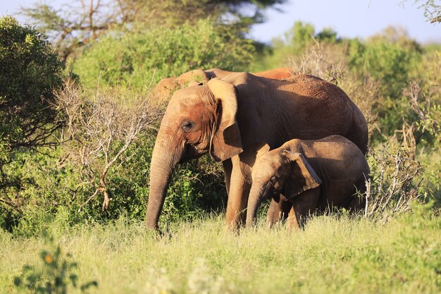 Elefantes uno al lado del otro en el Parque Nacional de Tsavo East, Kenia