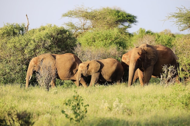 Foto gratuita elefantes uno al lado del otro en el parque nacional de tsavo east, kenia