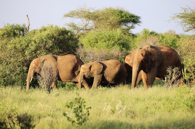 Elefantes uno al lado del otro en el Parque Nacional de Tsavo East, Kenia