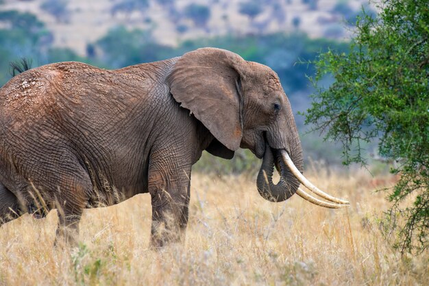 Elefantes en el parque nacional de Kenia, África