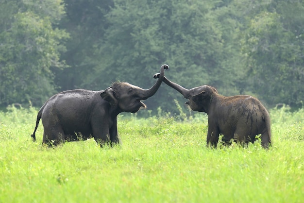 Elefantes en el Parque Nacional de Sri Lanka