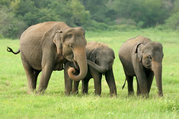 Elefantes en el Parque Nacional de Sri Lanka