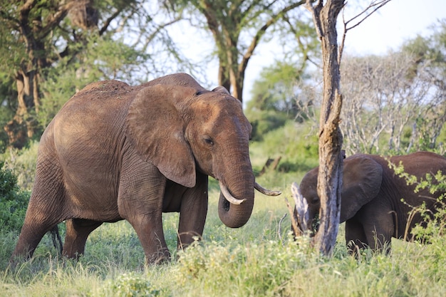 Los elefantes de pie uno al lado del otro en el parque nacional de Tsavo East, Kenia