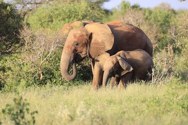 Los elefantes de pie uno al lado del otro en el parque nacional de Tsavo East, Kenia