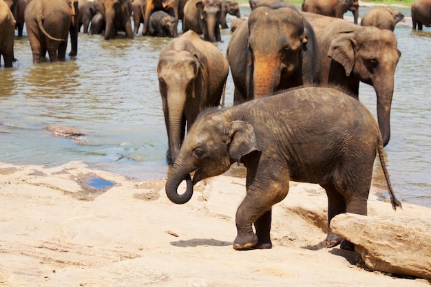 Foto gratuita elefantes en sri lanka