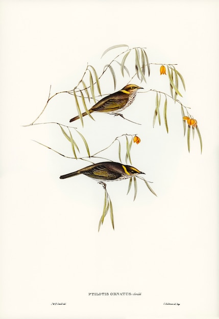 Foto gratuita elegante comedor de miel (ptilotis ornatus) ilustrado por elizabeth gould