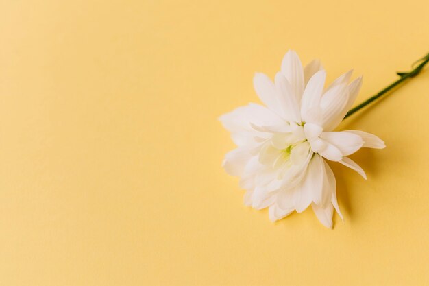 Elegante flor blanca