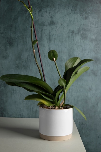 Foto gratuita elegante jarrón de decoración de plantas.