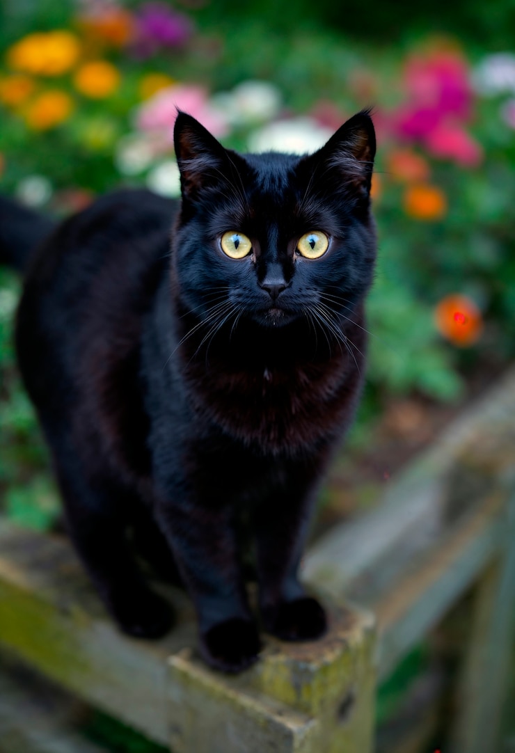 Foto gratuito el elegante retrato de un gato negro en la naturaleza
