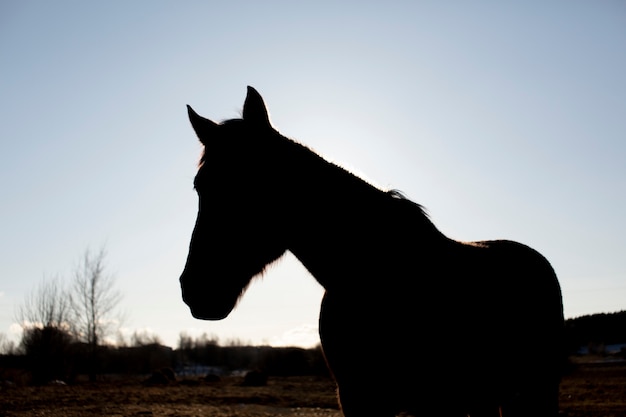 Foto gratuita elegante silueta de caballo contra el cielo del amanecer