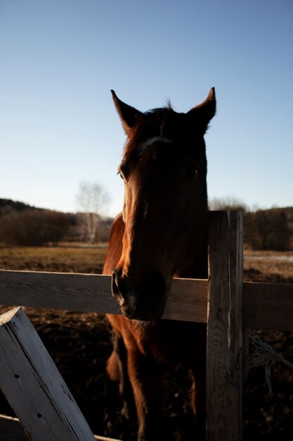 Elegante silueta de caballo contra el cielo del amanecer