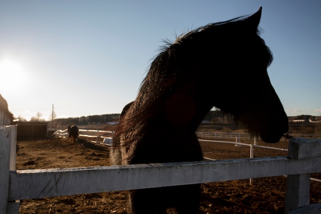 Foto gratuita elegante silueta de caballo contra el cielo del amanecer