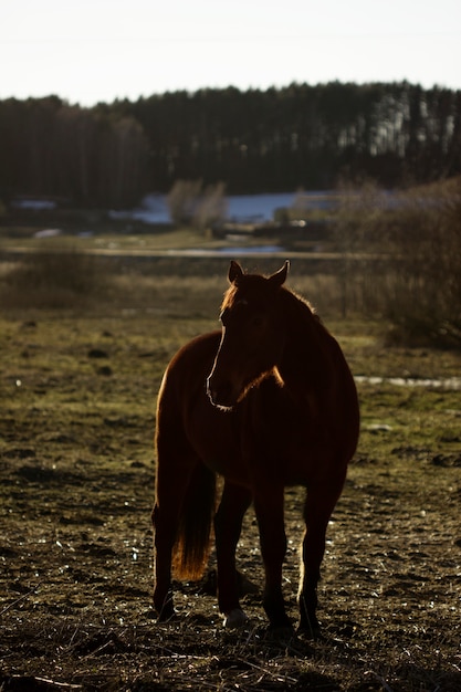 Foto gratuita elegante silueta de caballo contra el cielo del amanecer