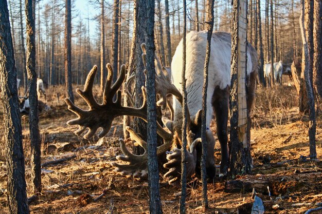 Elfos salvajes pastando en un bosque rodeado por una gran cantidad de árboles desnudos