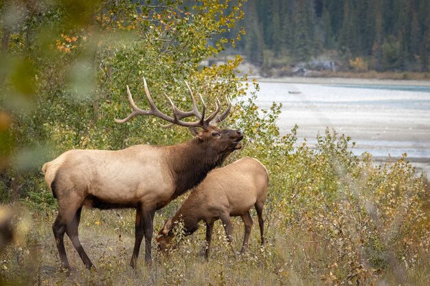 Elk bugling junto al río en el bosque.