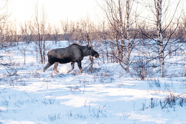 Foto gratuita elk caminando en un campo cubierto de nieve en el norte de suecia