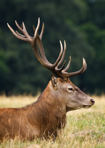 Elk tirado en el suelo cubierto de vegetación bajo la luz del sol