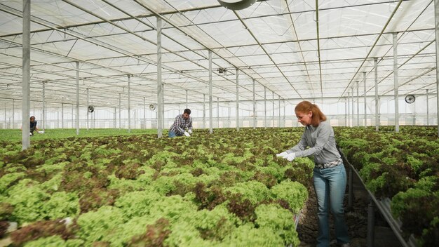 Empresaria jardinera analizando ensalada fresca cultivada trabajando en la producción de vegetales en plantaciones de invernadero hidropónico. Mujer ranchera desarrollando una industria agronómica saludable. Concepto agrícola