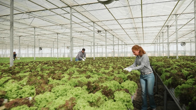 Empresaria jardinera analizando ensalada fresca cultivada trabajando en la producción de vegetales en plantaciones de invernadero hidropónico. Mujer ranchera desarrollando una industria agronómica saludable. Concepto agrícola