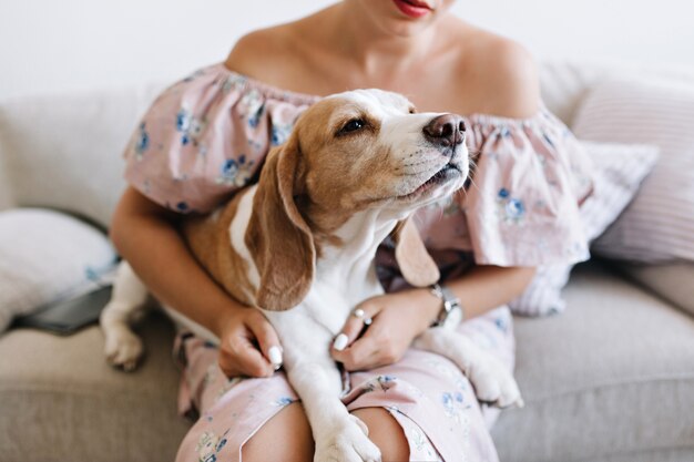 Encantador perro beagle huele algo frente a él mientras está acostado sobre las rodillas de una niña