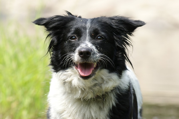 Encantador perro blanco y negro con una expresión de cara triste