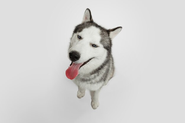 Encantador. Perro de compañía Husky está planteando. Lindo perrito gris blanco juguetón o mascota jugando sobre fondo blanco de estudio. Concepto de movimiento, acción, movimiento, amor de mascotas. Parece feliz, encantado, divertido.