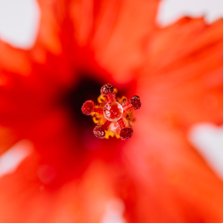Foto gratuito desde encima del agua en el pistil