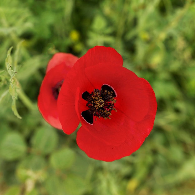 Por encima de la vista hermosa flor roja