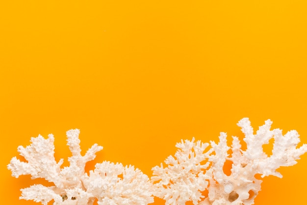 Endecha plana de coral blanco con copia espacio.