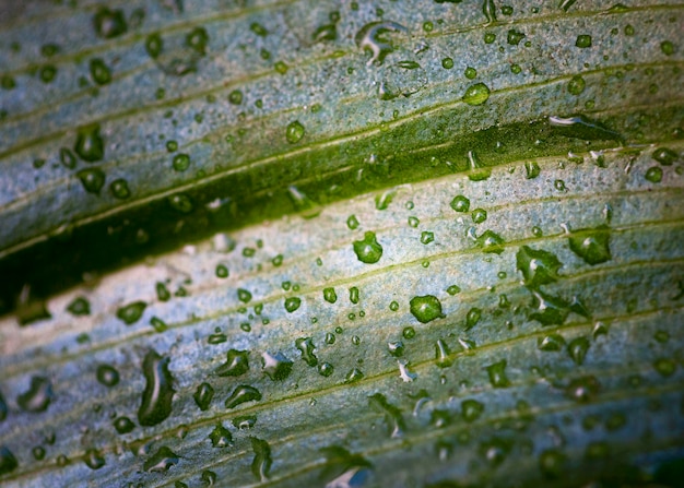 Endecha plana de macro gotas de agua sobre la superficie de la hoja de la planta