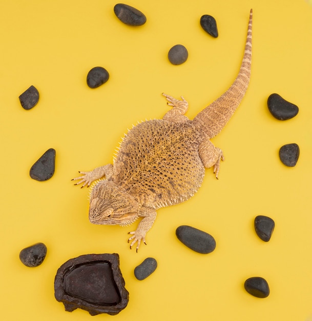 Endecha plana de mascota iguana con rocas