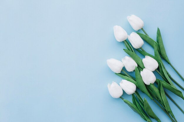 Endecha plana de tulipanes blancos sobre fondo azul con espacio de copia a la izquierda