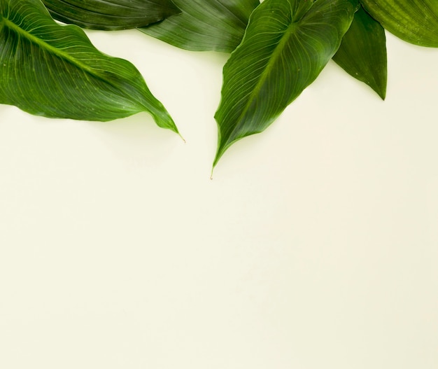 Foto gratuita endecha plana de varias hojas con espacio de copia