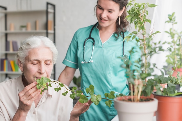 Enfermera que mira el paciente femenino mayor que huele la planta de la hiedra en la olla