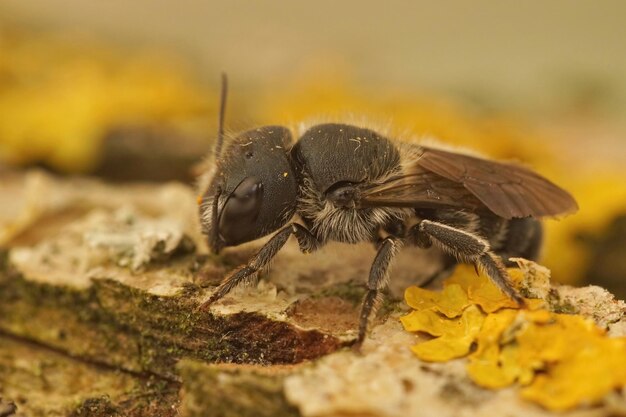 Enfoque selectivo de abeja albañil azul hembra