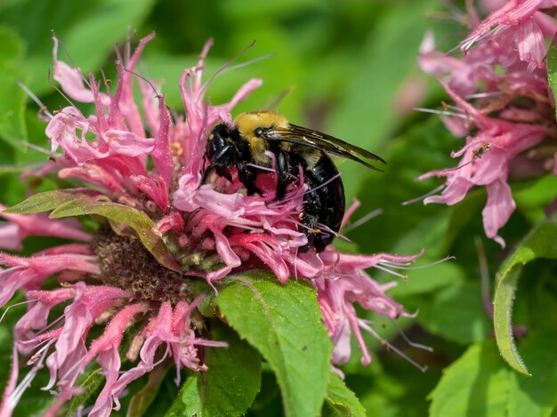 Enfoque selectivo de una abeja en una flor en un campo bajo la luz del sol