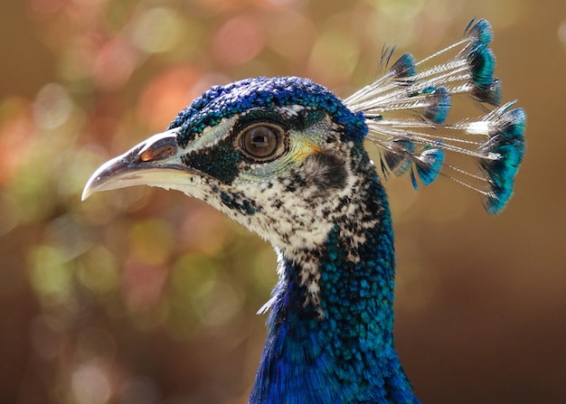 Enfoque selectivo de la cabeza de un hermoso pavo real azul