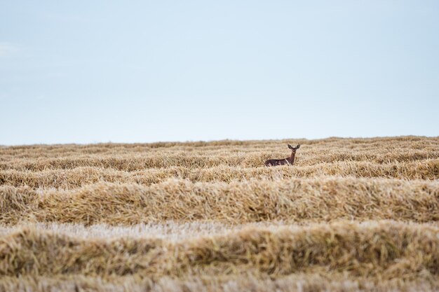 Enfoque selectivo de ciervos en un campo cubierto de hierba seca en el campo