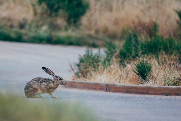 Enfoque selectivo de conejo marrón y negro en la carretera gris cerca de la hierba verde