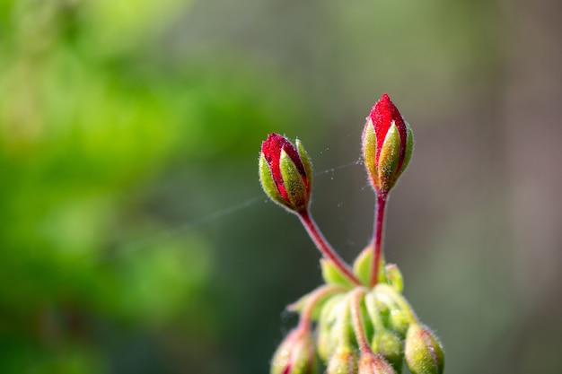 Enfoque selectivo de dos capullos de rosa roja y una fina tela de araña que se ve en ellos