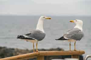 Foto gratuita enfoque selectivo de dos gaviotas posadas en un pasamanos de madera cerca de la orilla