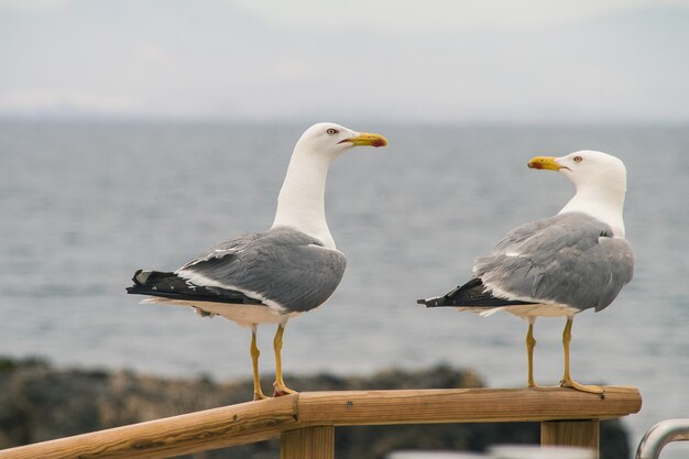 Enfoque selectivo de dos gaviotas posadas en un pasamanos de madera cerca de la orilla