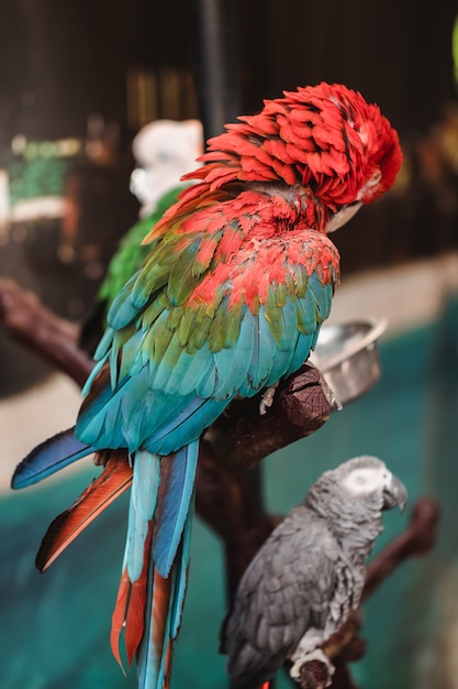 Foto gratuita enfoque selectivo de dos pájaros.